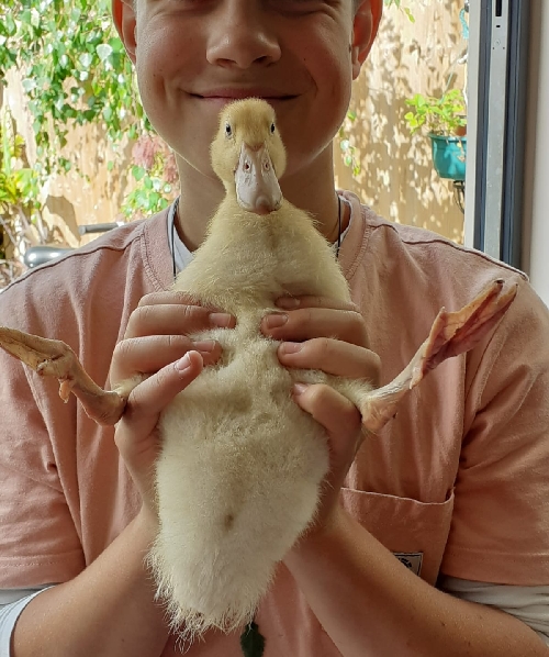 A duck being held up by George
