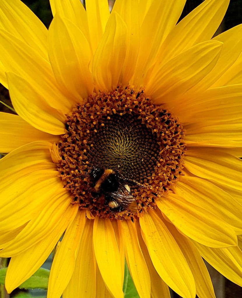 K Pike - "Turn Your Face to the Sun" - Staff Winner - A bumblebee on a sunflower
