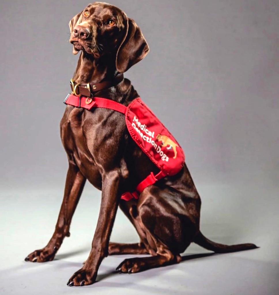 Max medical dog