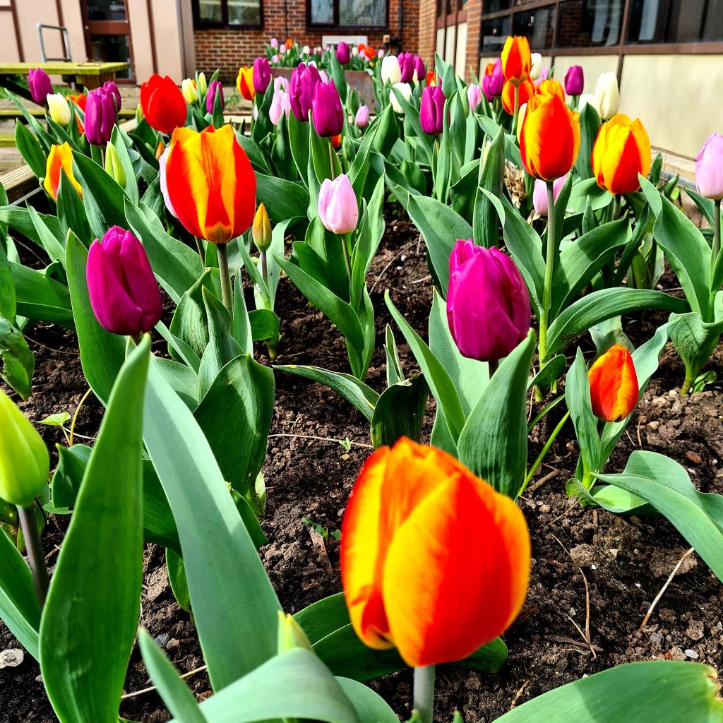 tulips