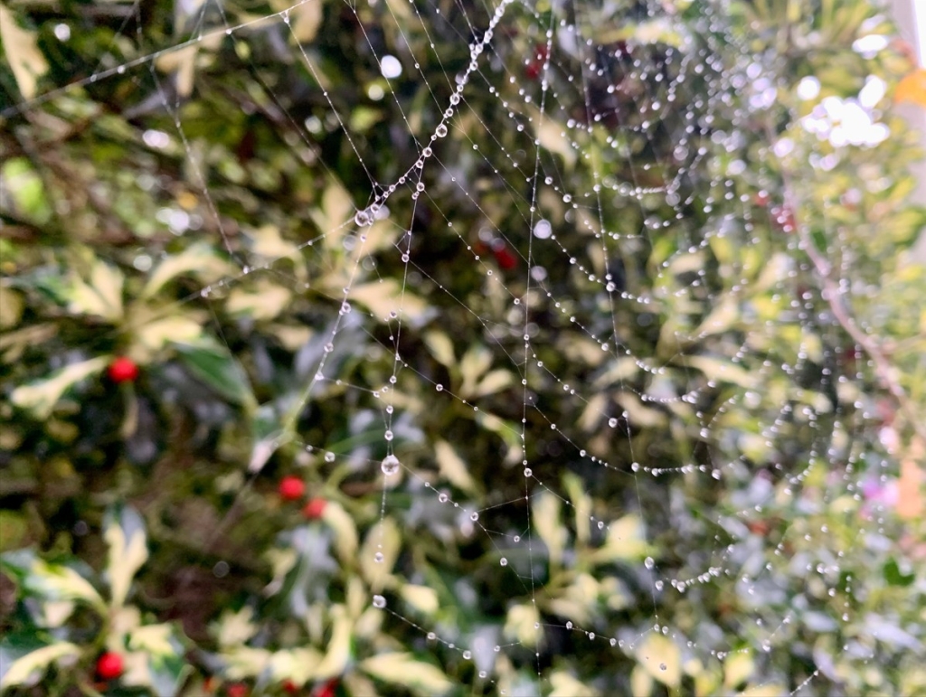 Sasha Jasinskaite (Year 12) - Senior Highly Commended Spider web dotted with dewdrops