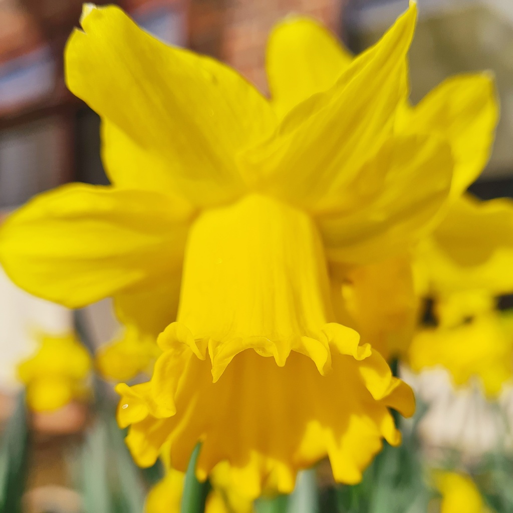 Close up of a daffodil