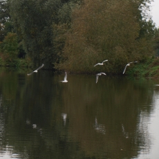 Community of Birds Genna t
