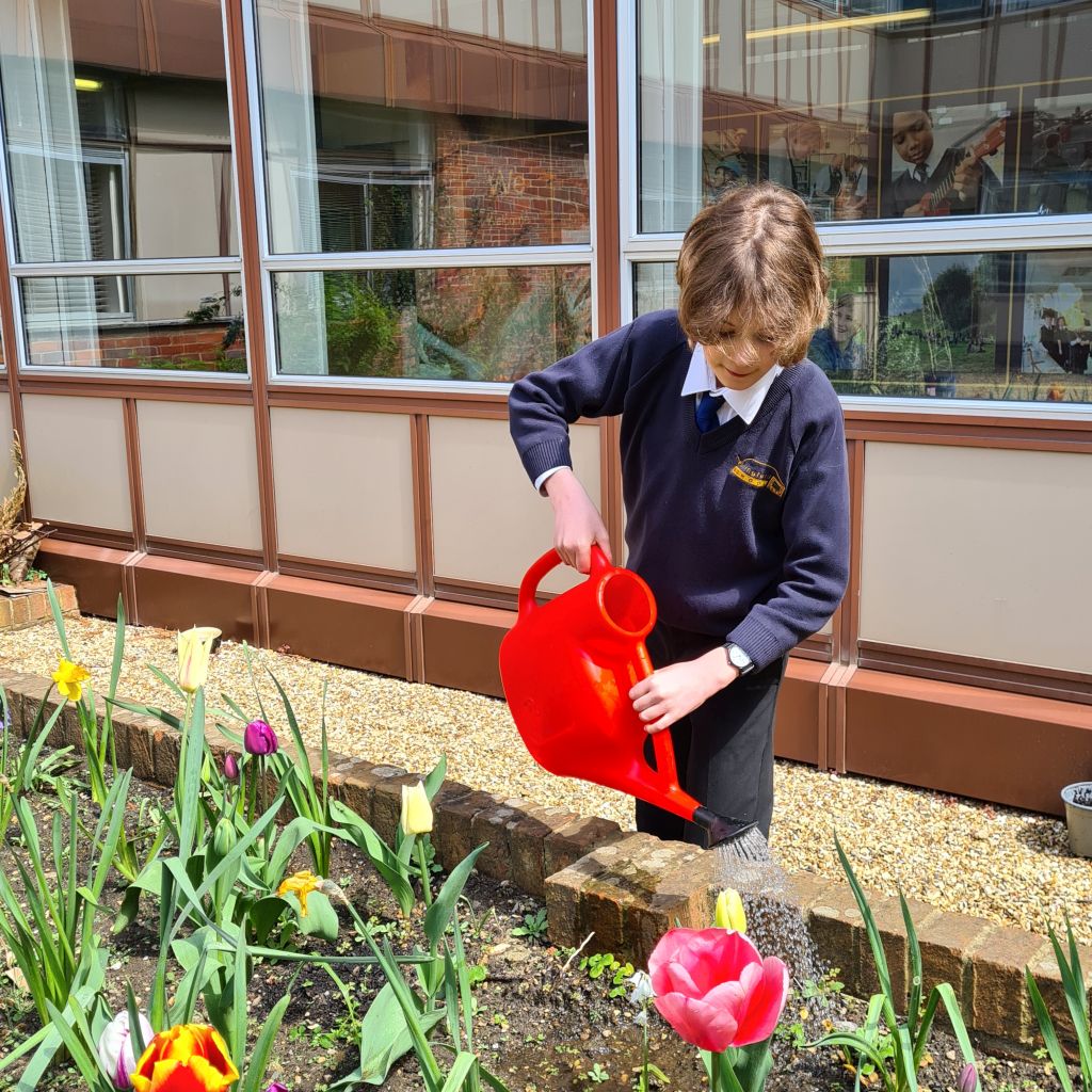 Gardening Club member waters the tulips