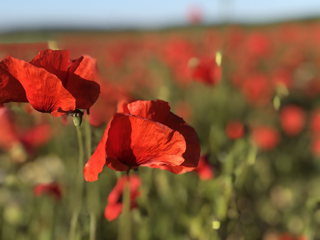 Poppy photo by Annabella Baroni, Year 8